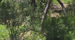 Salou llança un innovador projecte de silvopastura per netejar boscos i prevenir incendis