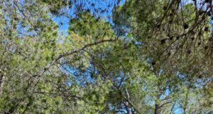 Salou avança cap a la connexió definitiva del Camí de Costa